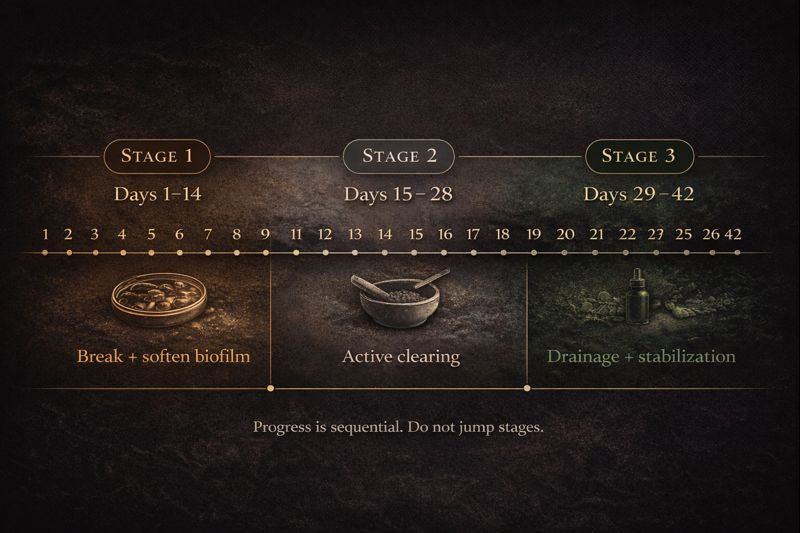 Protocol Map: Stage 1 Days 1–14, Stage 2 Days 15–28, Stage 3 Days 29–42